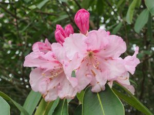 Rhododendron loderi ‘Coral Pink’