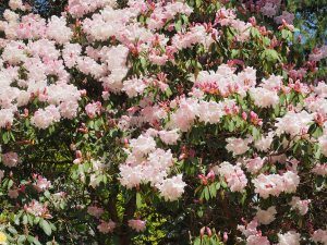 Rhododendron loderi ‘Georgette’