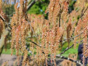 Carpinus rankanensis