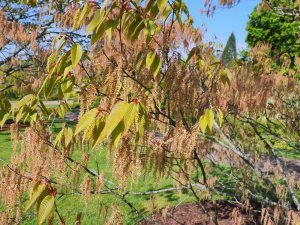 Carpinus rankanensis