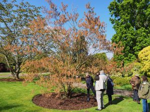 Carpinus rankanensis