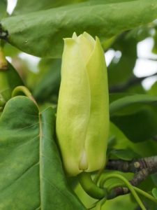 Magnolia fraseri