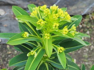 Euphorbia stygiana