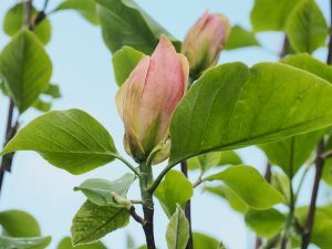 Magnolia ‘Honey Liz’