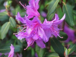 Rhododendron heliolepis