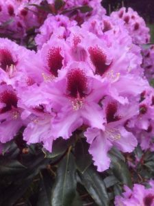 Rhododendron ‘Kabarett’
