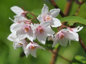 Deutzia calycosa ‘Dali’