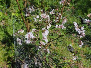 Deutzia calycosa ‘Dali’