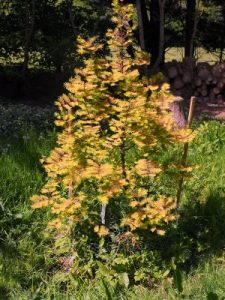 Metasequoia glyptostroboides ‘Amber Glow’