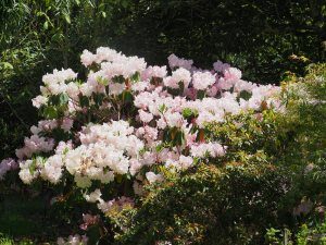Rhododendron ‘Loderi King George’