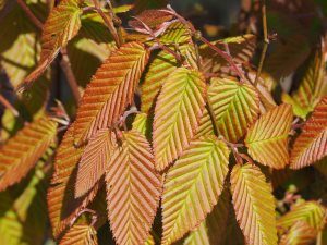 Carpinus rankanensis