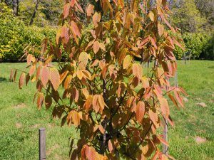 Carpinus rankanensis