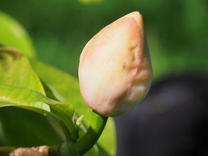 Magnolia x wiesneri