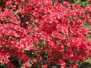 unnamed red evergreen azalea