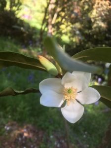 Magnolia laevifolia ‘Michelle’