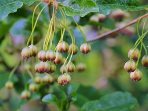 Enkianthus hirtinervus