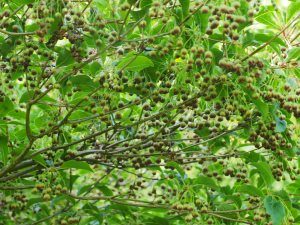 Enkianthus hirtinervus