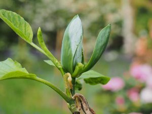 Magnolia acuminata ‘Variegata’