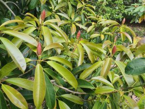 Magnolia aff. floribunda var. Tonkinensis