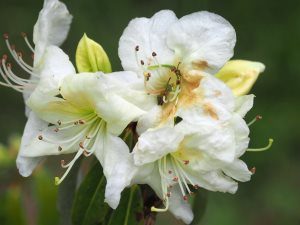 Rhododendron zaleucum