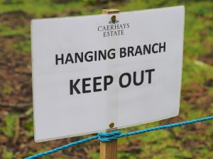 Hanging branch