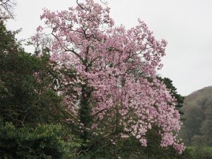 Magnolias in Old Park