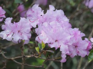 Rhododendron ‘Tessa’