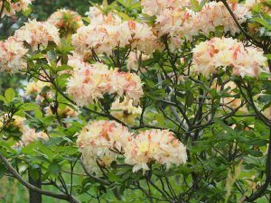 Azalea “Canon’s Double”