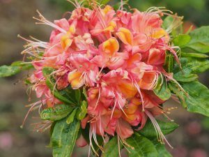 Azalea ‘Coccinea Grandiflora’