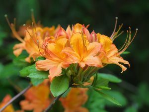 Rhododendron flammeum or Rhododendron bakeri hybrids