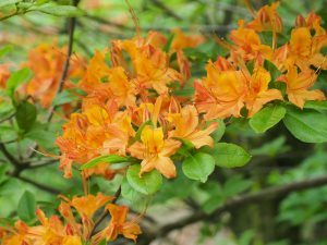 Rhododendron flammeum or Rhododendron bakeri hybrids