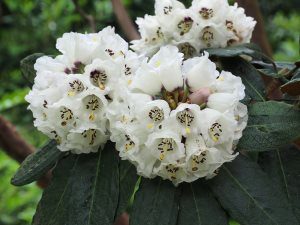 Rhododendron arizelum