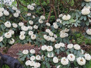 Rhododendron arizelum