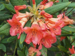Rhododendron ‘Fabia’