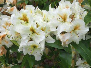 Rhododendron ‘Lady Montagu’