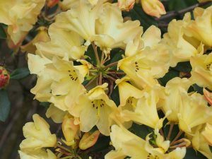 Rhododendron ‘Yellow Petticoats’