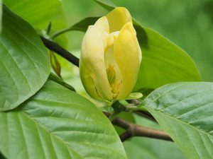 Magnolia ‘Large Yellow’