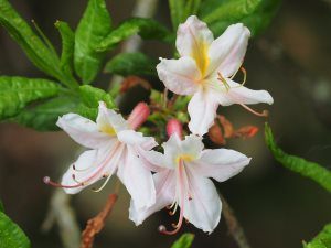 Rhododendron (Azalea) atlanticum