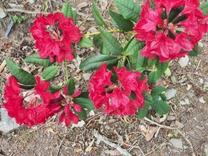 Rhododendron ‘Treberrick’