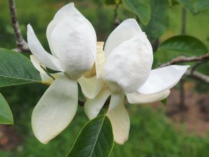 Magnolia ‘Porcelain Dove’