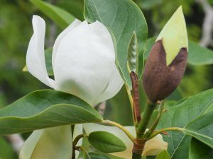 Magnolia ‘Porcelain Dove’