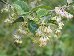 Pterostyrax corymbosa