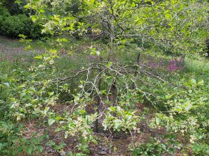 Pterostyrax corymbosa