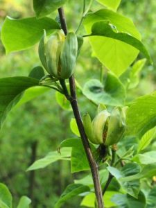 Magnolia acuminata ‘Seiyu’