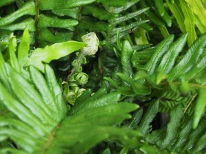 Blechnum cycadifolium