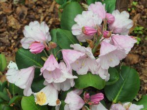 Rhododendron yuefengense