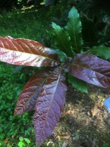 Quercus rysophylla ‘Maya’