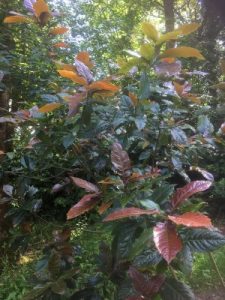 Quercus rysophylla ‘Maya’