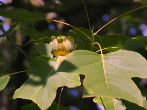 Liriodendron chinense