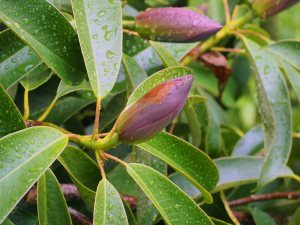 Magnolia aff. floribunda var. tonkinensis